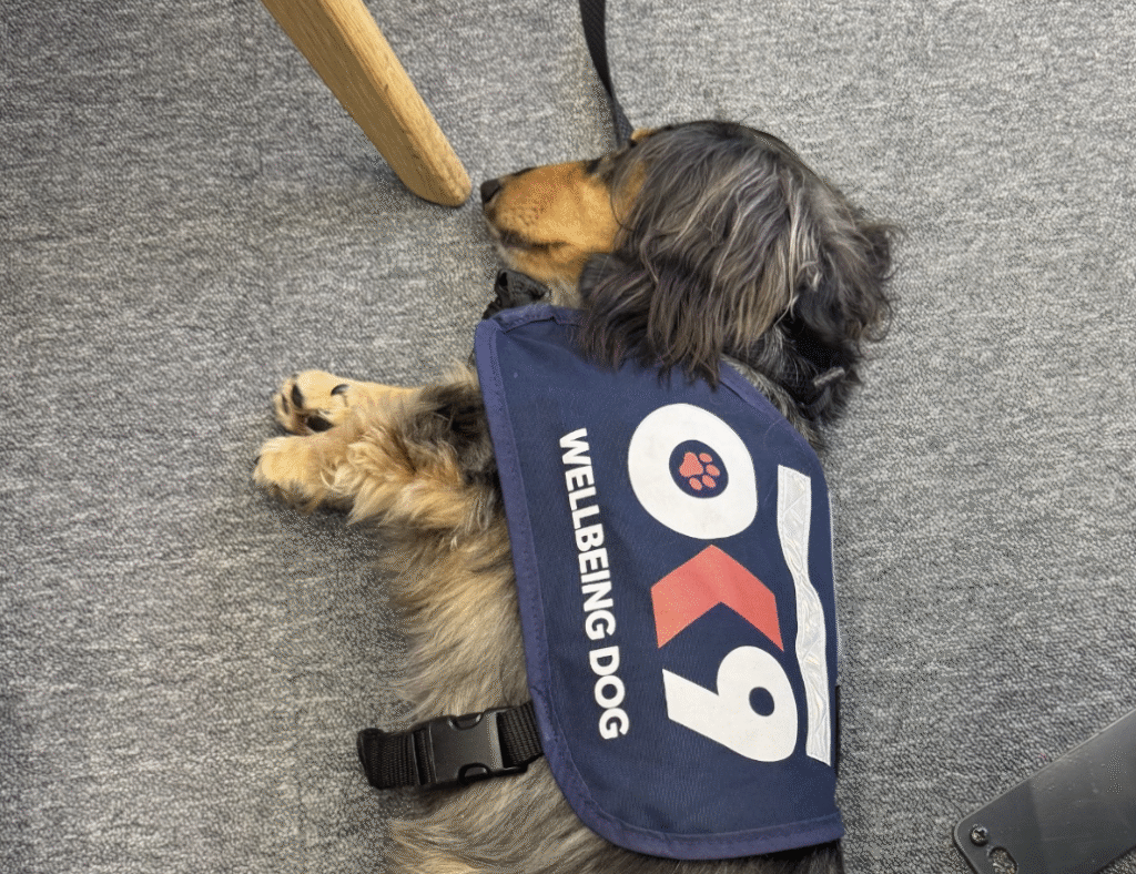 A small dog lies down asleep with a OK9coat on it