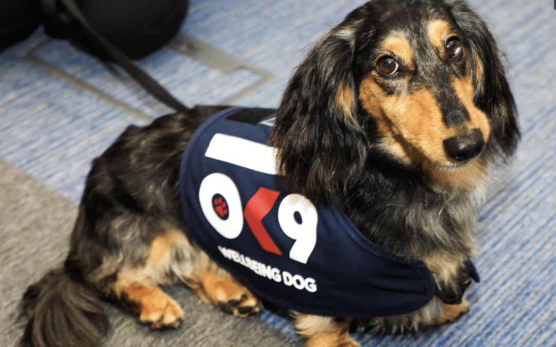 World Mental Health Day: round of a-paws for new wellbeing dogs initiative