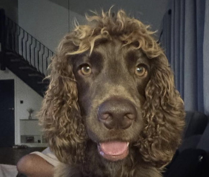 A life with dogs: a PC’s journey from handler to instructor